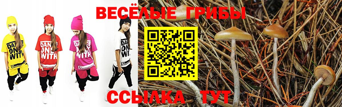 Галлюциногенные грибы Psilocybine cubensis Коряжма